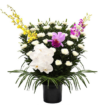 菊