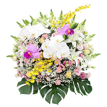 洋花(白)