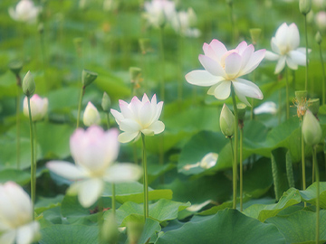 湯灌（ゆかん） ・ 死化粧（ラストメイク）・綿造り